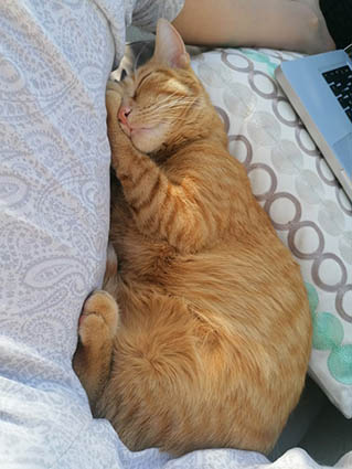 Roxy-chaton mâle roux de 3 mois- à l'adoption-adopté Image.num1628321934.of.world-lolo.com