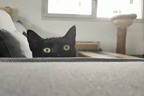Satine- chaton femelle noire de 3 mois - adoptée Image.num1628403680.of.world-lolo.com